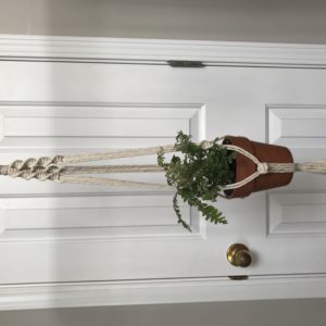 Curly Chamomile Plant Hanger